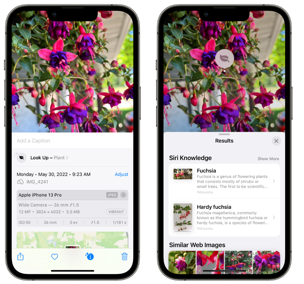 洛川苹果手机维修分享小技巧：使用 iPhone 相机识别花卉植物 